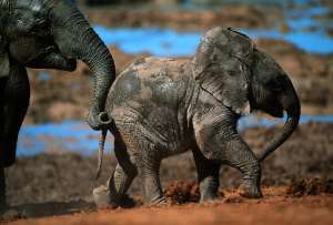 В относительной безопасности слоны находятся лишь в национальных парках. (Фото Martin Harvey / Corbis.) 