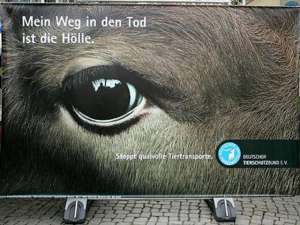 В Германии защитники животных призывают христиан отказаться от потребления мяса по праздникам. Фото: http://www.planet-wissen.de