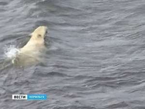 Ученые изучают популяцию белого медведя в районе Карского моря. Фото: Вести.Ru