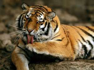 Амурский тигр. Фото: forum.zoologist.ru