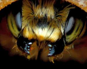 Приснившаяся пчела — к прибыли и благополучию. (Фото doug88888.)