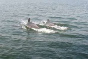 Дельфины. Фото: Вести.Ru