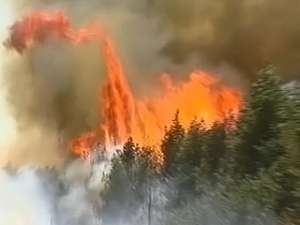 Лесной пожар. Фото: Вести.Ru
