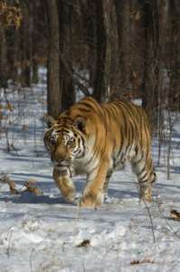 Бассейн Бикина сохраняет места обитания 10% всех амурских тигров. Фото: WWF 