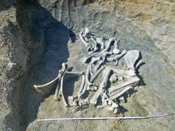 Скелет бизона. Фото: http://rg.ru