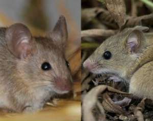 Несмотря на большое внешнее сходство, домашние мыши (Mus musculus domesticus -слева) и дикие мыши вида Mus spretus при скрещивании дают потомство, которое по разрозненности генов можно сравнить с мулами (фото Le pot-ager/Daniel Burgas/Flickr.com).