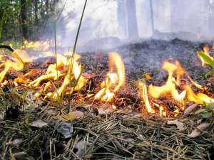 Лесной пожар. Фото: http://bcm.ru