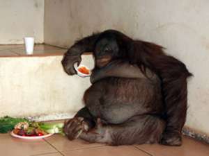 Самка орангутана по имени Ошин которая считается самой толстой в Великобритании, после перехода на диету потеряла пятую часть своего веса, составлявшего 100 кг - вдвое больше нормы. Фото: http://www.monkeyworld.org