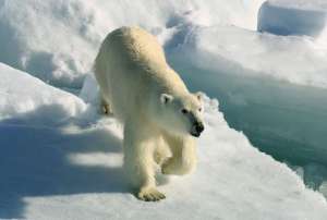 Белый медведь. Фото: http://animal.ru