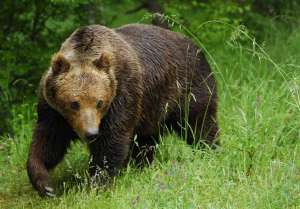 Бурый медведь. Фото: http://fotopets.ru