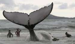 Спасение кита. Фото: http://www.inright.ru