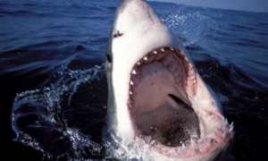 Ученые: появление акул в Приморье спровоцировал прошедший тайфун. Фото: Дейта.Ru