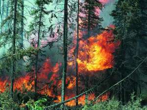 Все природные пожары потушены на Дальнем Востоке. Фото: http://newsdnya.ru/