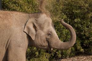 Индийский слон (фото John C. Murphy).
