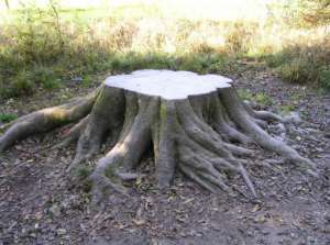 Пень срубленного дерева. Фото: http://www.botanichka.ru