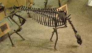Один из сохранившихся скелетов древней лошади (фото esuckow2).