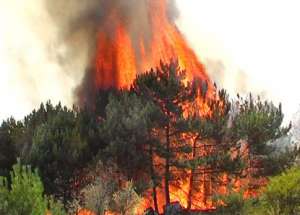 Лесной пожар. Фото: http://sakhapress.ru
