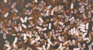 Помеченные муравьи Temnothorax albipennis, участники эксперимента (фото авторов исследования).
