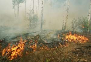 Лесной пожар. Фото: http://51.mchs.gov.ru