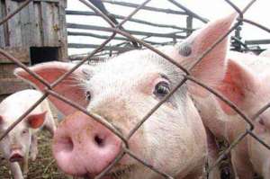 На Кубани обнаружен вирус африканской чумы свиней. Фото: http://www.kmvl.ru