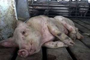 Чума свиней. Фото: http://news.am