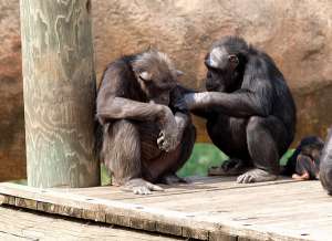 Шимпанзе вступают в контакт с товарищами исключительно из эгоистических побуждений. (Фото kawwsu29.)