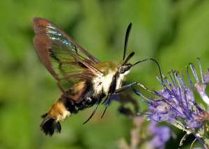 Бабочка, сосущая нектар (фото joann jozwiak).