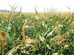 Кукурузное поле. Фото: http://agriculture.by