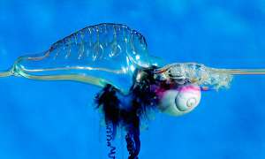 Янтина нападает на медузу португальский кораблик. (Фото Georgette Douwma.)