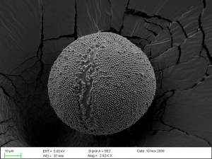 Пыльцевое зерно одной из разновидностей льна (фото Gravitywave).