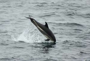 Несмотря на подверженность кессонной болезни, дельфины, в отличие от людей, как-то умеют с ней справляться. (Фото wsweet321).