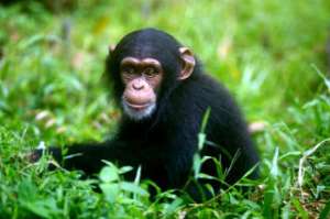 Шимпанзе обладают более весомыми отличиями от нас в наследственном коде, чем было принято думать. Об этом авторы нового исследования рассказали в журнале Mobile DNA (фото Kitch Bain / Fotolia).