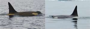 Слева — косатка до миграции, виден жёлтый налёт на коже; справа — та же особь, «переодевшаяся» в тёплых водах Южной Америки (фото авторов исследования).