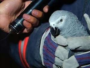Турецкие спасатели достали из-под руин попугая. Фото: Вести.Ru