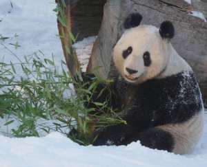 Большая панда. Фото с сайта http://www.membrana.ru