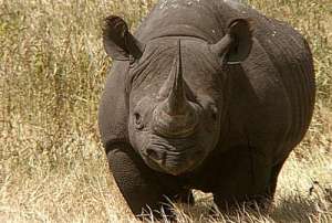 Черный носорог. Фото: http://ohotn.ru