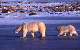 Белые медведи. Фото: WWF 