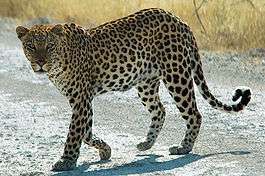 Леопард. Фото: Википедия