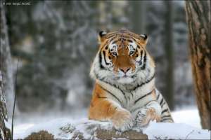 Амурский тигр. Фото: http://www.khstu.ru