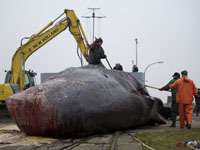 Тушу 15-метрового кита вытащили из воды со второй попытки. Фото: http://www.pravda.ru