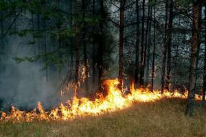 Лесной пожар. Фото: http://ecozoom.org