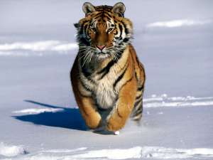 Амурский тигр. Фото: http://nnm.ru