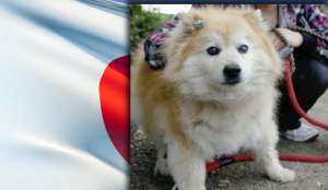 В Японии умерла самая старая собака в мире. Коллаж: Голос России