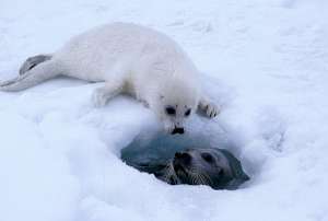 Из-за потепления в Арктике самкам гренландского тюленя негде рожать и выхаживать потомство (Фото David White / IFAW.)