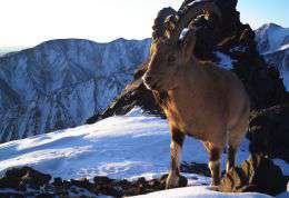 Сибирский горный козел (козерог) - основная добыча снежного барса.  Фото: WWF