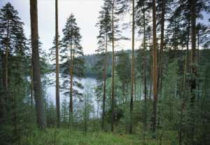 Леса Финляндии. Фото: http://www.info-finlandia.ru
