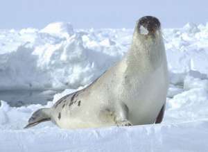 Гренландский тюлень. Фото: http://www.itsnature.org