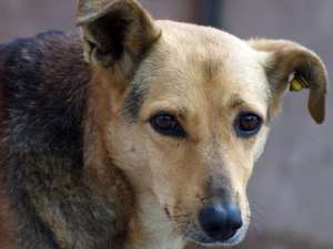 В Гатчине отловят 500 безнадзорных собак. Фото: http://tsn.ua