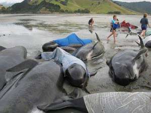 Черные дельфины выбросились на берег. Архив. Фото: http://donbass.ua