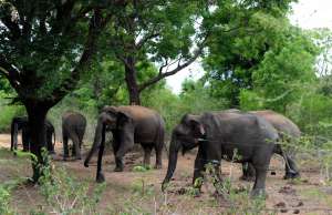Суматранские слоны. Фото: http://re-actor.net